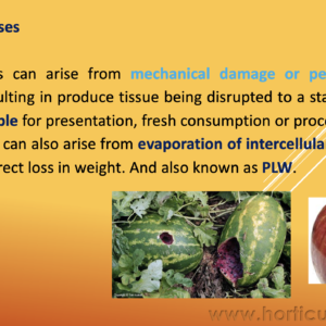 Extent and Possible Causes of Post Harvest Losses PPT